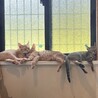 とっても人懐こい　チャトラ兄弟 サムネイル2