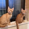 とっても人懐こい　チャトラ兄弟 サムネイル3