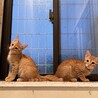 とっても人懐こい　チャトラ兄弟 サムネイル4