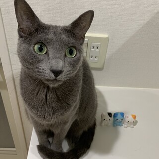 ロシアンブルー9歳♂