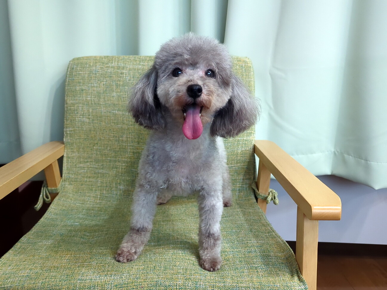 トイプードル｜6歳｜女の」滋賀県 - 犬の里親募集(546644