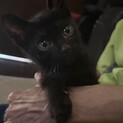 側溝からレスキュー黒猫男の子2ヶ月半