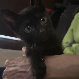 側溝からレスキュー黒猫男の子2ヶ月半