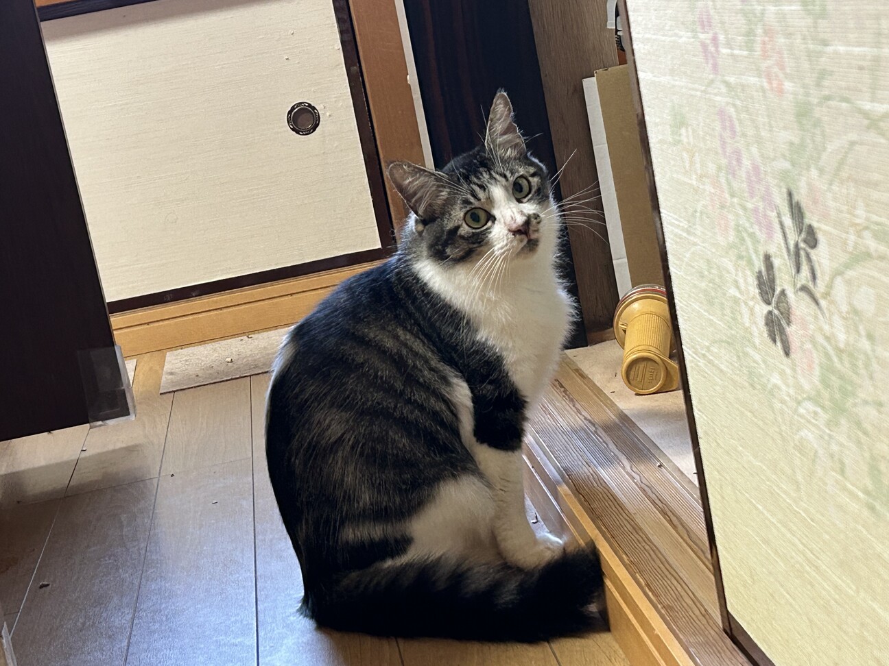 ムーちゃん