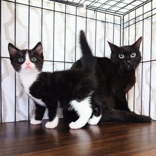 【10/25赤坂】黒猫ママとハチワレの可愛い仔猫