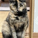 賢く優しいサビ猫ちゃん♡キメラ柄♡