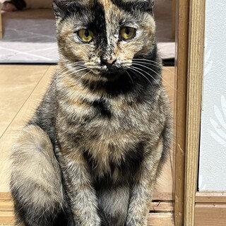 賢く優しいサビ猫ちゃん♡キメラ柄♡