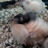 長毛ハムスターベビー サムネイル1