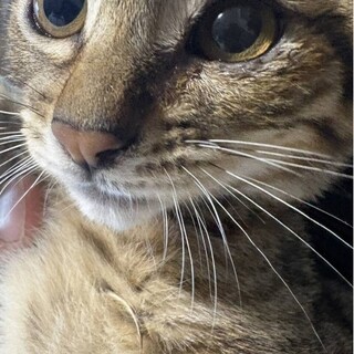 子猫ちゃん