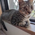 穏やかなエルサ