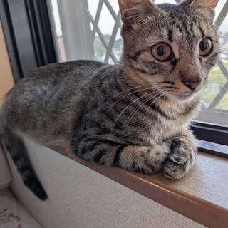 穏やかなエルサ