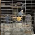 手乗りセキセイインコ 生後5ヶ月