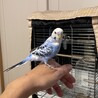 手乗りセキセイインコ 生後5ヶ月 サムネイル2