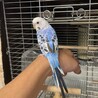 手乗りセキセイインコ 生後5ヶ月 サムネイル3