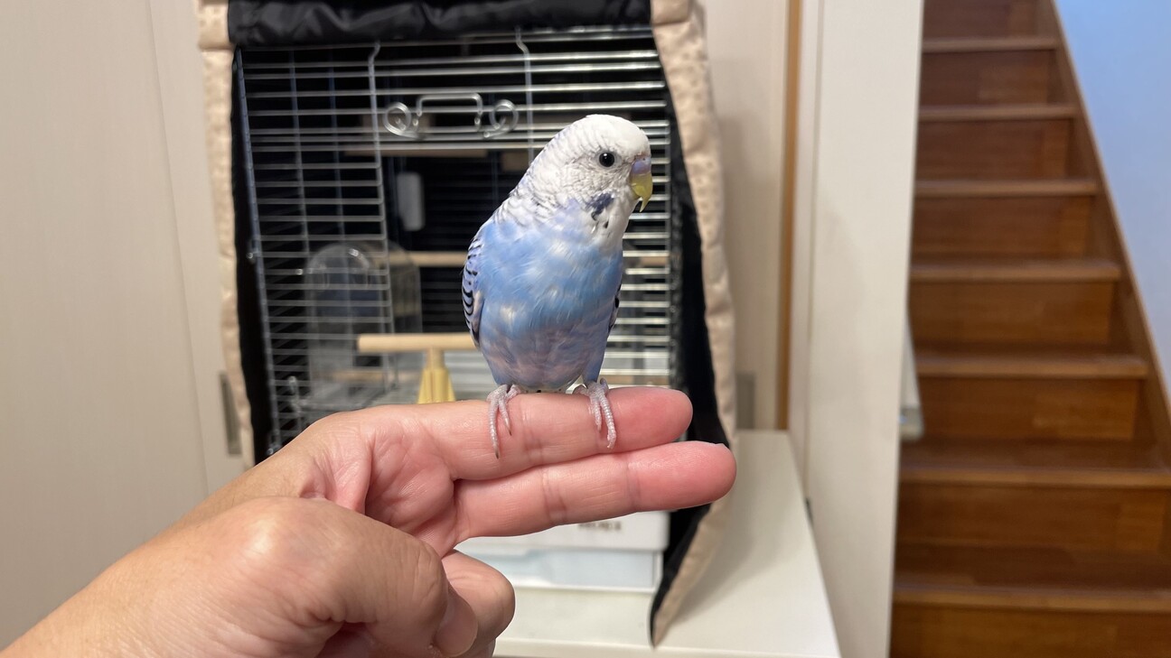 手乗りセキセイインコ 生」広島県 - 鳥の里親募集(546667) 4枚目の