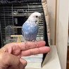 手乗りセキセイインコ 生後5ヶ月 サムネイル4