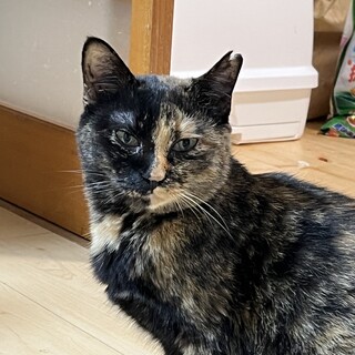 後脚に障害がある賢いサビ猫ちゃん♡お顔がキメラ柄♡
