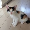 車のボンネットからレスキュー