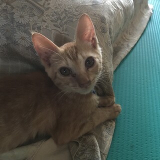 道路脇で保護した茶トラの子猫です。