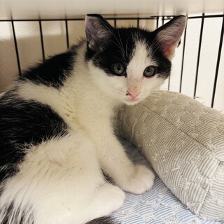愛され仔猫