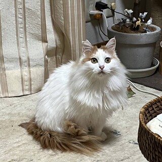 人馴れ訓練中　長毛茶白ふさちゃん♀