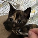 頑張り屋さんのサビ柄女の子