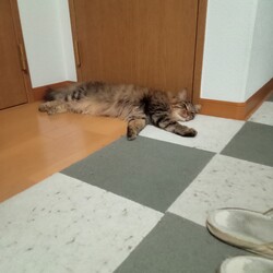 「暑い中の癒し」サムネイル1