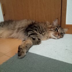 「暑い中の癒し」サムネイル2