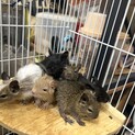 デグー　(検討者いるため一時中止)