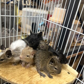 デグー　(検討者いるため一時中止)