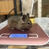 デグー　(検討者いるため一時中止) サムネイル2