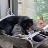 仲良しの2匹、一緒に募集中 サムネイル5