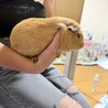 モルモット男の子里親募集中 サムネイル2