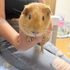 モルモット男の子里親募集中 サムネイル3