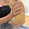 モルモット男の子里親募集中 サムネイル4