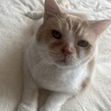 16歳だけど健気で可愛い肉まん猫！