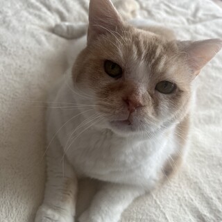 16歳だけど健気で可愛い肉まん猫！