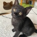 ミルクから育てたので人慣れバツグン ♡トップくん