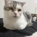甘えん坊のスコティッシュちゃん