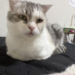 甘えん坊のスコティッシュちゃん