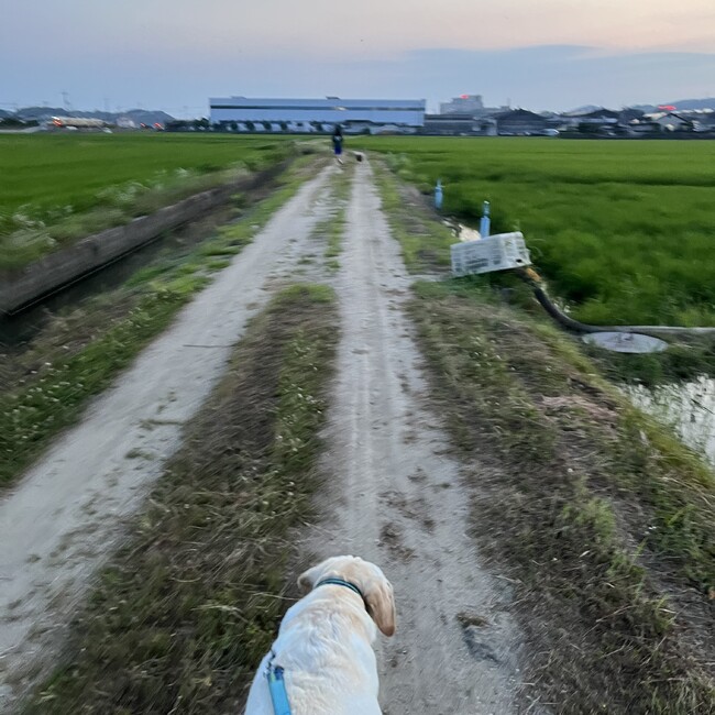 M aるのカバー写真