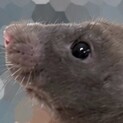 珍しいロシアンブルーのファンシーラット