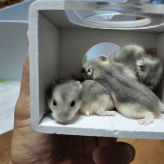ハムスター × 埼玉県が募集対象」小動物の里親募集情報 :: ペットの