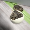 ジャンガリアンハムスター4匹の飼い主募集 サムネイル2