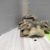 ジャンガリアンハムスター4匹の飼い主募集 サムネイル3