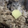 ジャンガリアンハムスター4匹の飼い主募集 サムネイル4
