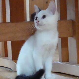 ちょっとビビりなごま塩にぎりくん