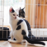 ちょっとビビりなごま塩にぎりくん サムネイル2