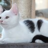 ちょっとビビりなごま塩にぎりくん サムネイル3