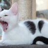 ちょっとビビりなごま塩にぎりくん サムネイル4